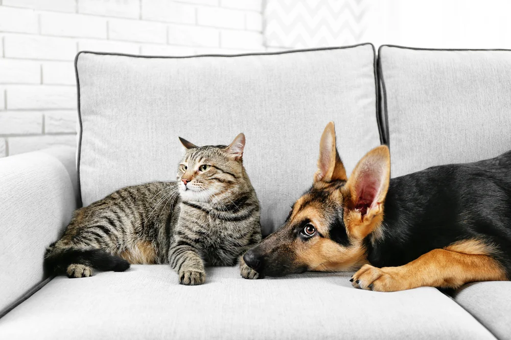 Relocating with Pets: Ensuring a Smooth Transition in the Property Market