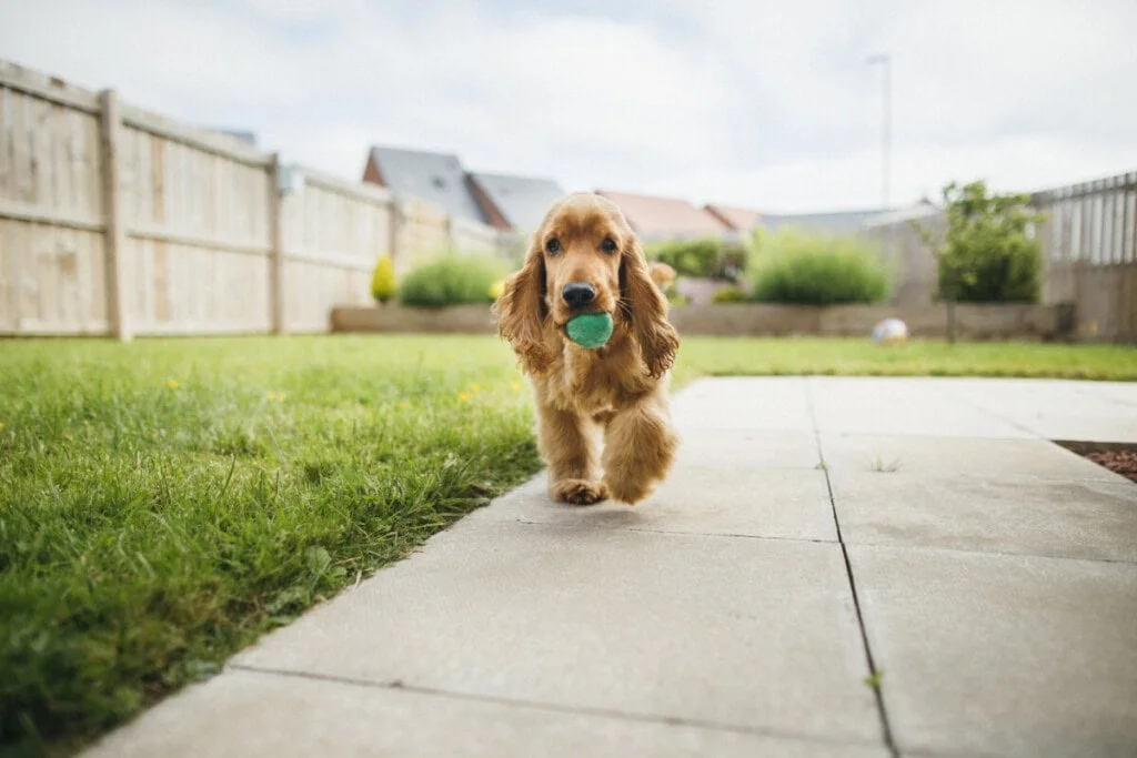 Enhance Your Property's Value with Dog-Friendly Backyard Spaces