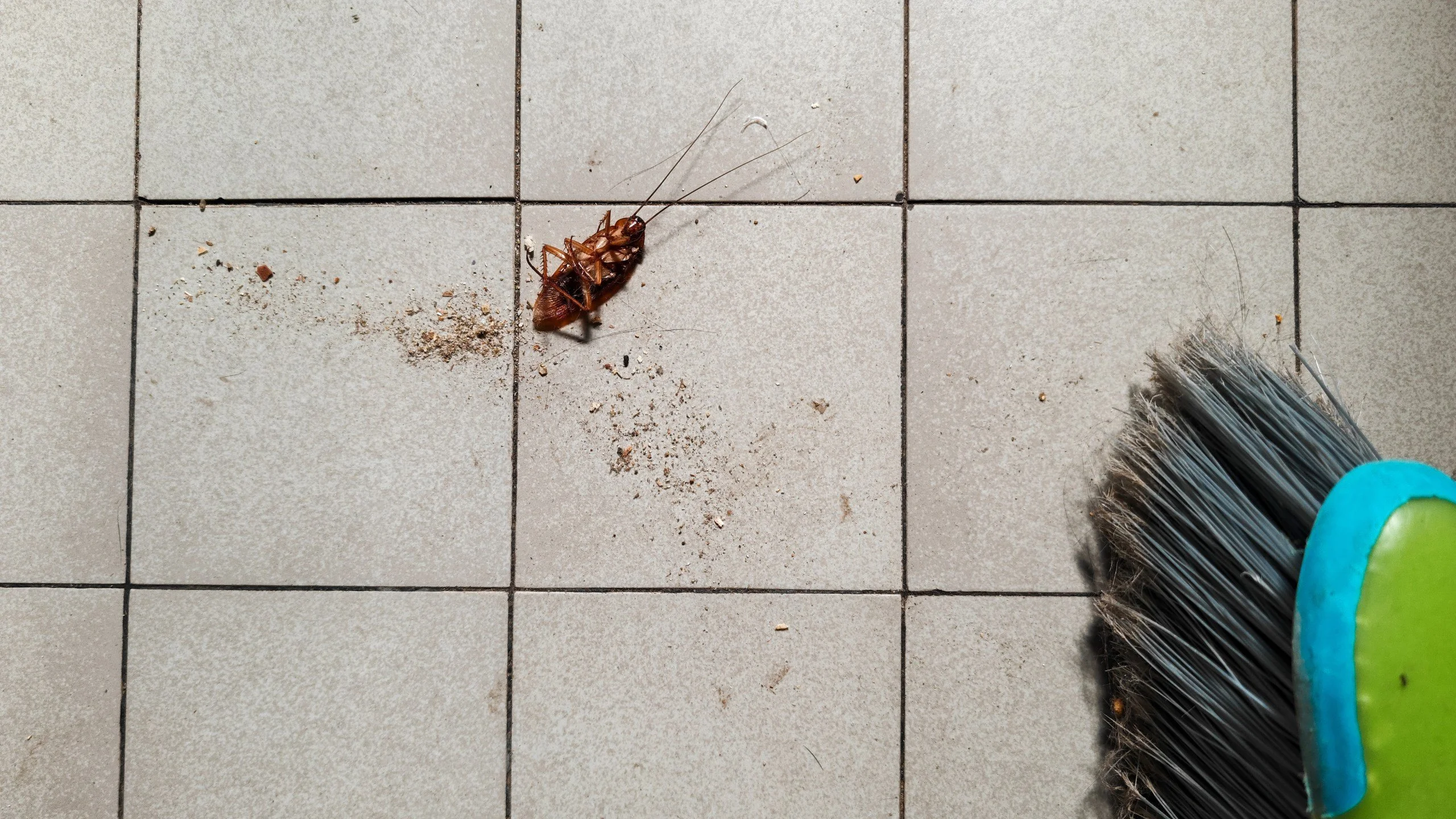 Rising Temperatures Prompt Pests to Seek Shelter in Homes: Effective Prevention Strategies